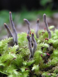 Geweihf&ouml;rmige Holzkeule ? ein Moospolsterpilz auf Holz an der Nieme